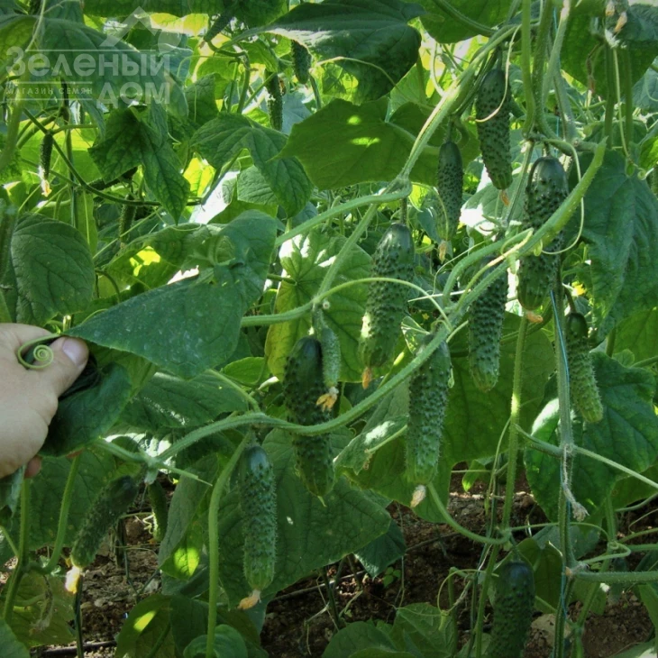 Зорак F1 / Zorak F1 фото 1