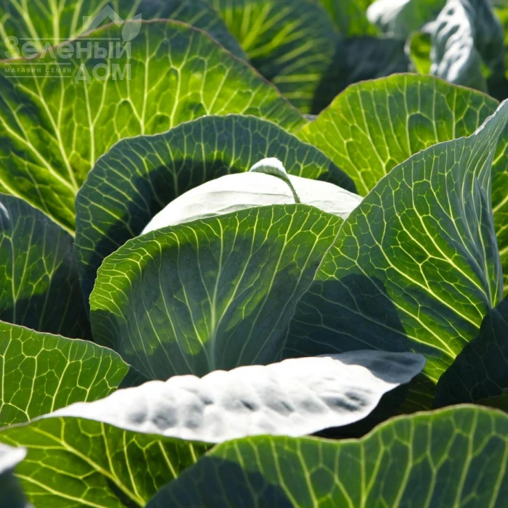 Циклон F1 / Cyclone F1,100 дней фото 2