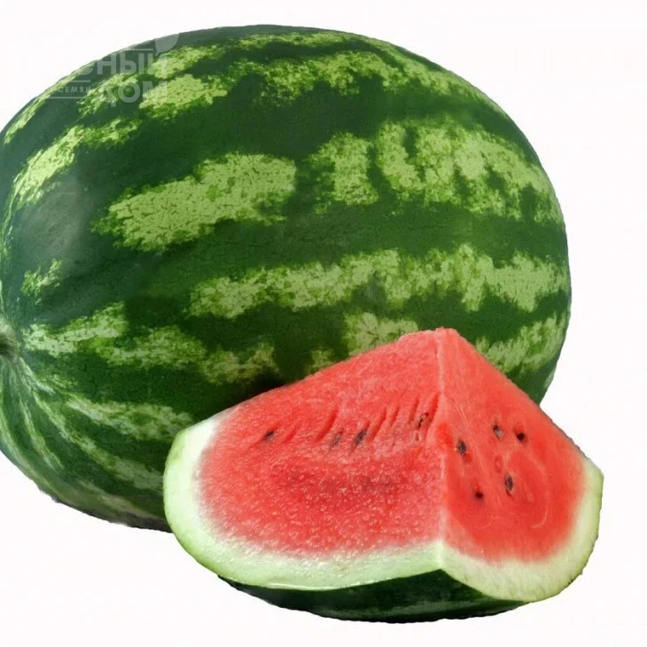 АУ Продюсер / AU Producer (Hollar Seeds) фото 2