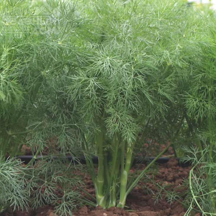 Голдкрон / Goldkrone фото 2