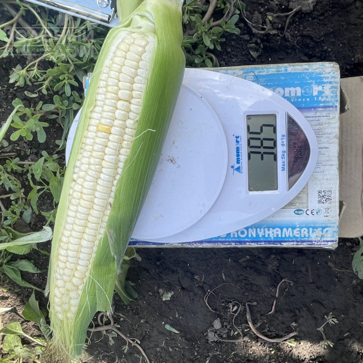 Вайт Туз F1 / White Tuz F1, 65-67 днів фото 4