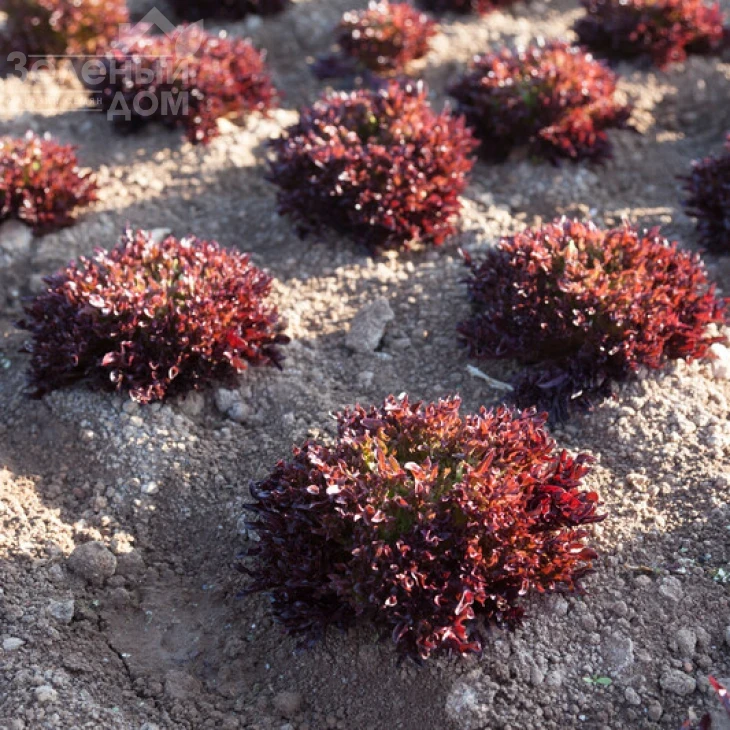 Триплекс / Triplex фото 1