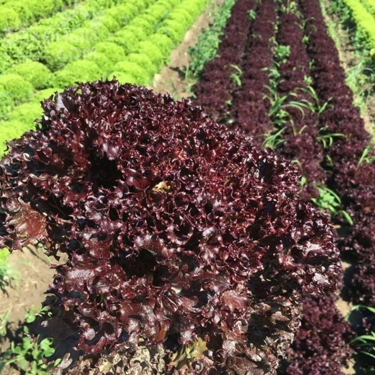 Азирка / Azirka фото 3