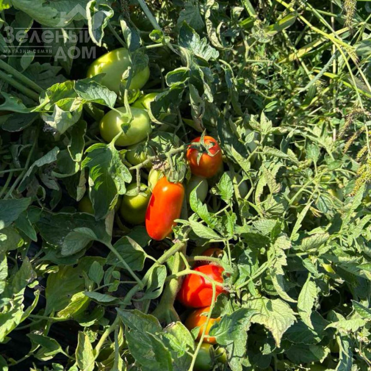 Філікса F1 / Filiksa F1 фото 3