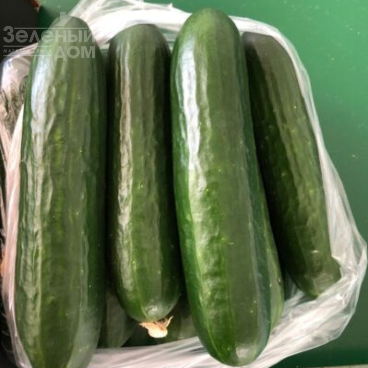 Піс F1 / Pis F1,45 днів фото 1