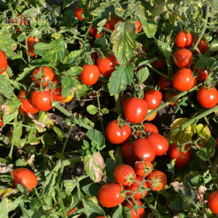 Шкипер F1 / Shkiper F1,95 дней фото 1