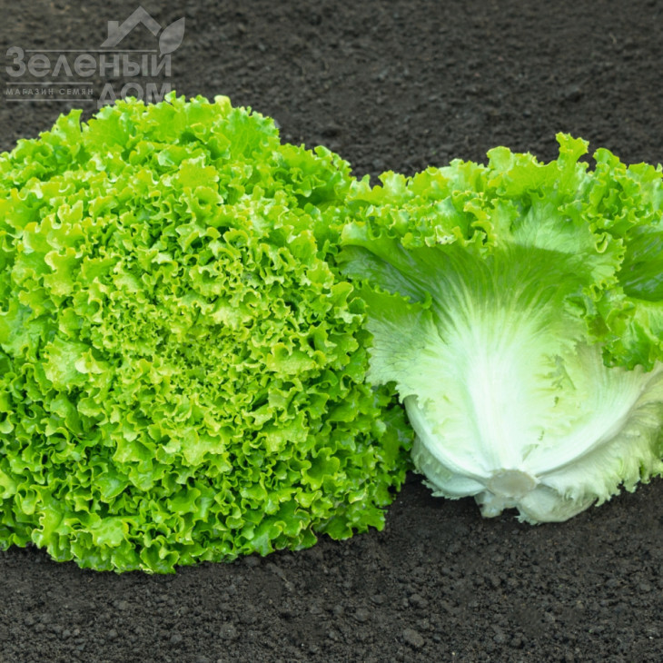 Сементел / Sementel,35-45 днів фото 2