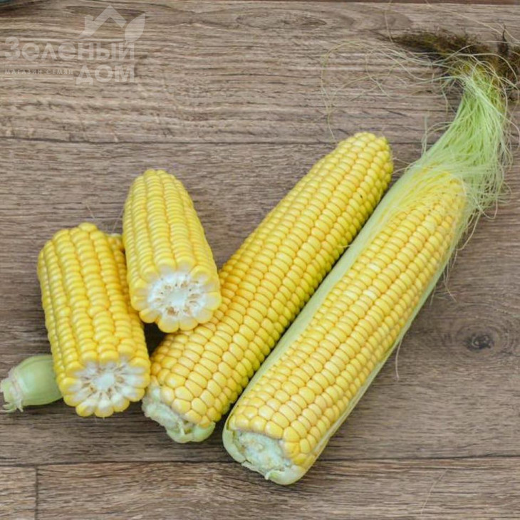 3517 F1 / 3517 F1,75 днів фото 1