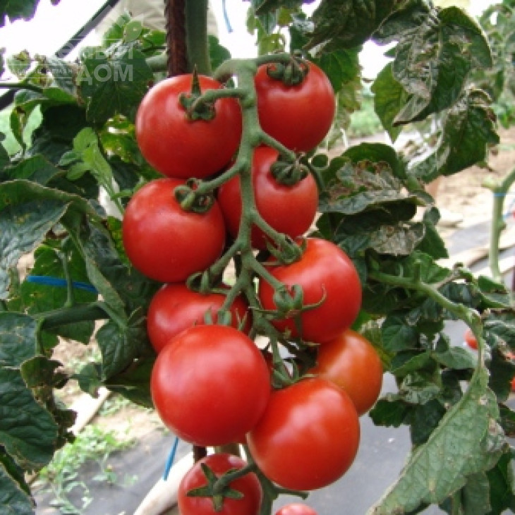 Тастієр F1 / Tastyer F1 фото 1