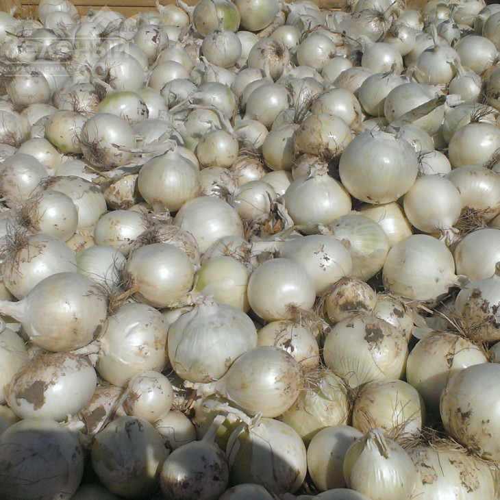 Прімо Бланко F1 / Primo Blanco F1, 110-115 днів фото 1