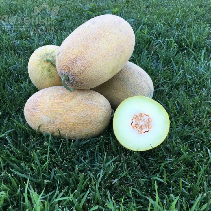 Дейра F1 / Deyra F1,50-55 дней фото 1