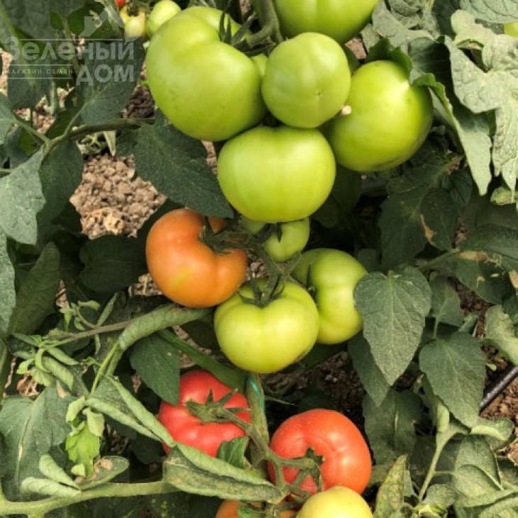 Белтон F1 / Belton F1, 65-67 днів фото 3