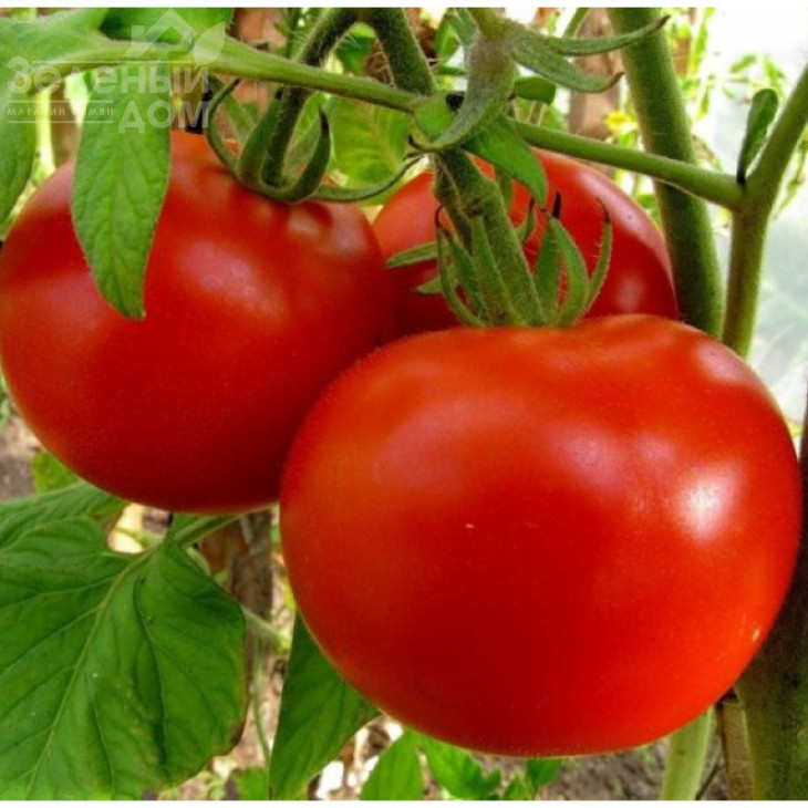 Павліна / Pavlina,80-90 днів фото 1