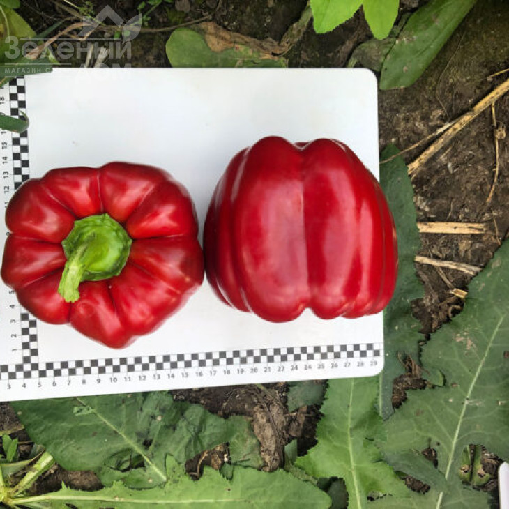 Аїда F1 / Aida F1, 60 днів фото 5