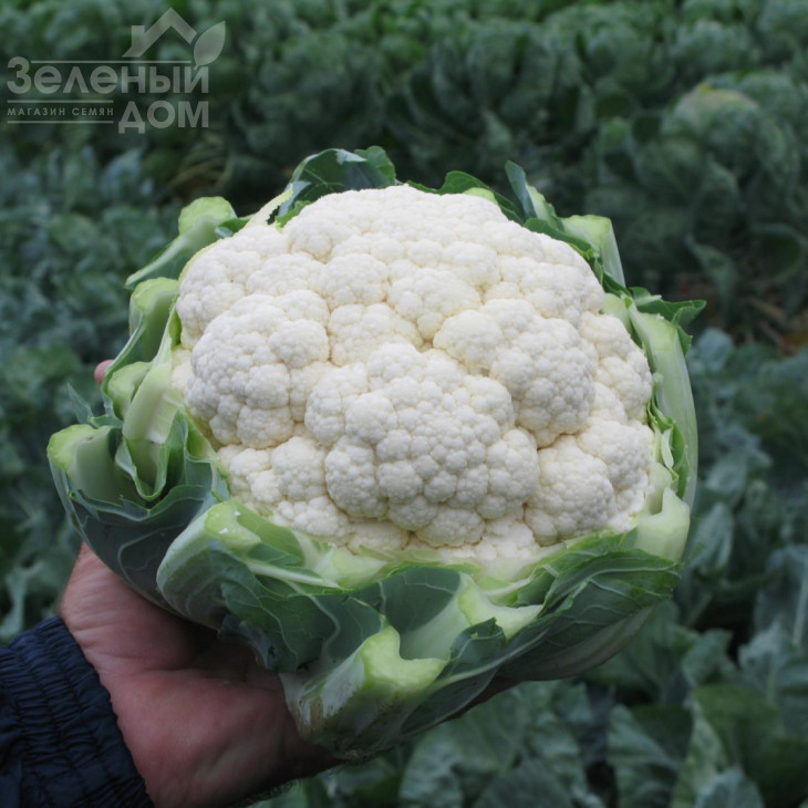 Фарго  F1 / Fargo F1,82 дні фото 1