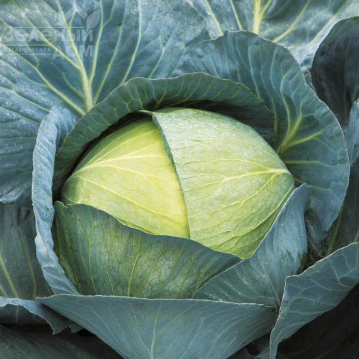 Саксесор F1 / Saksesor F1,110-115 дней фото 2