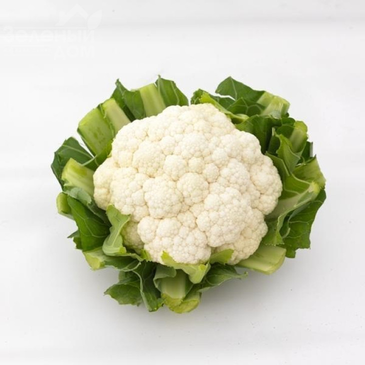 Спідстар F1 / Speedstar F1, 54-58 днів фото 1