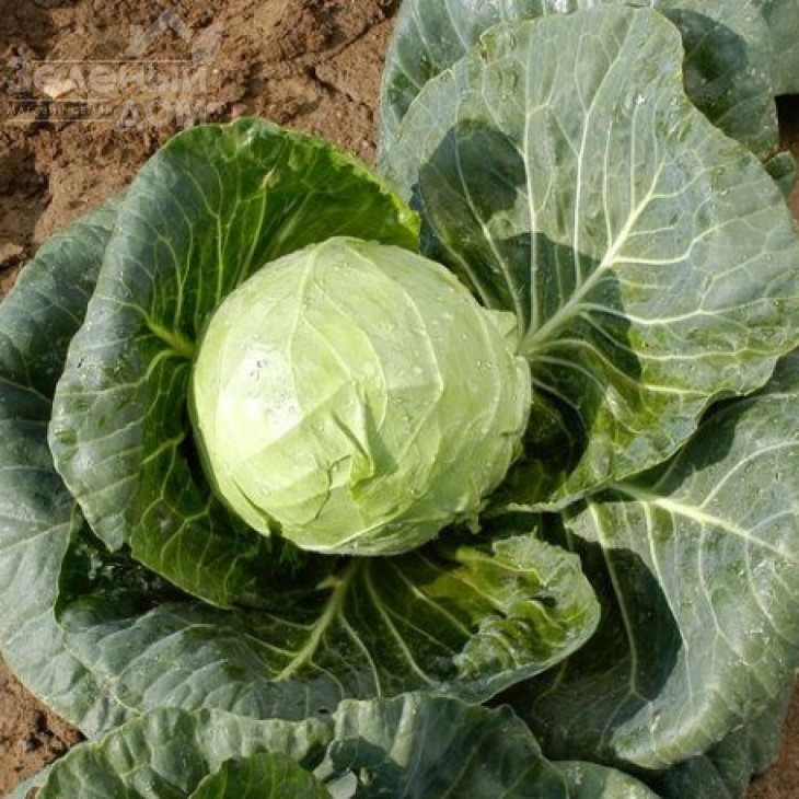 Кандіша F1 / Kandisha F1 фото 1