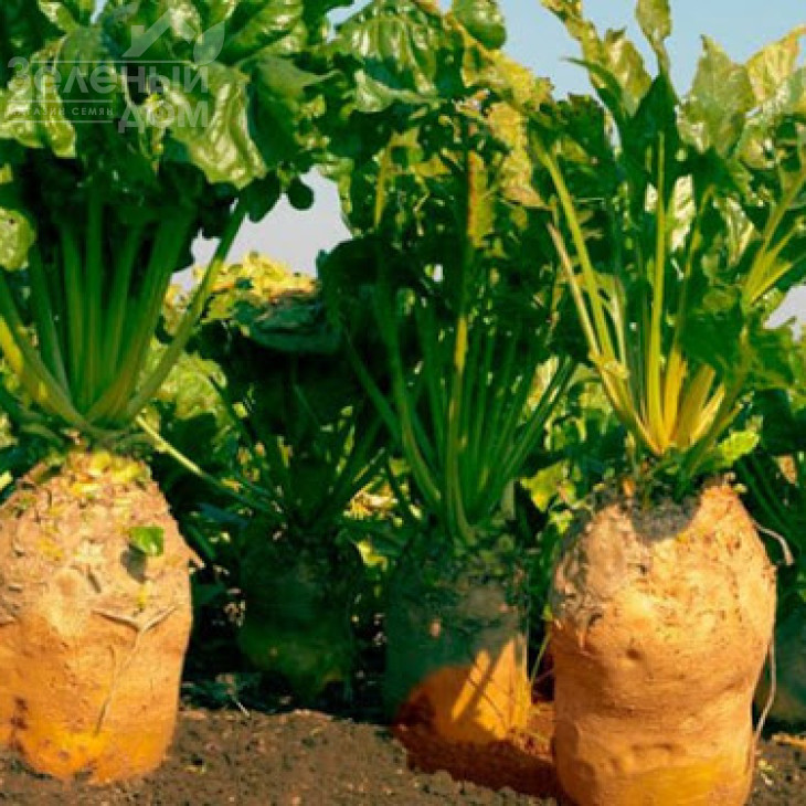 Урсус / Ursus фото 1