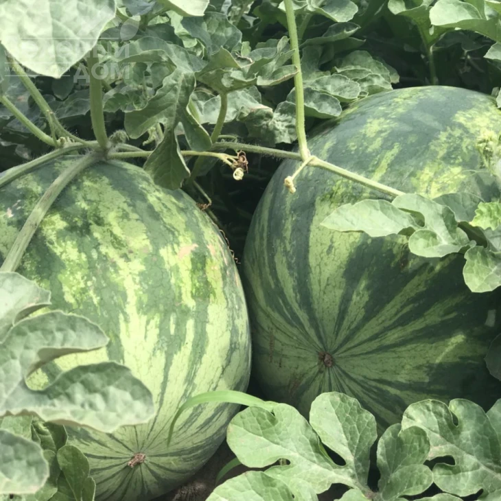 Фелип F1  (51-019) / Felipe F1  (51-019) фото 2