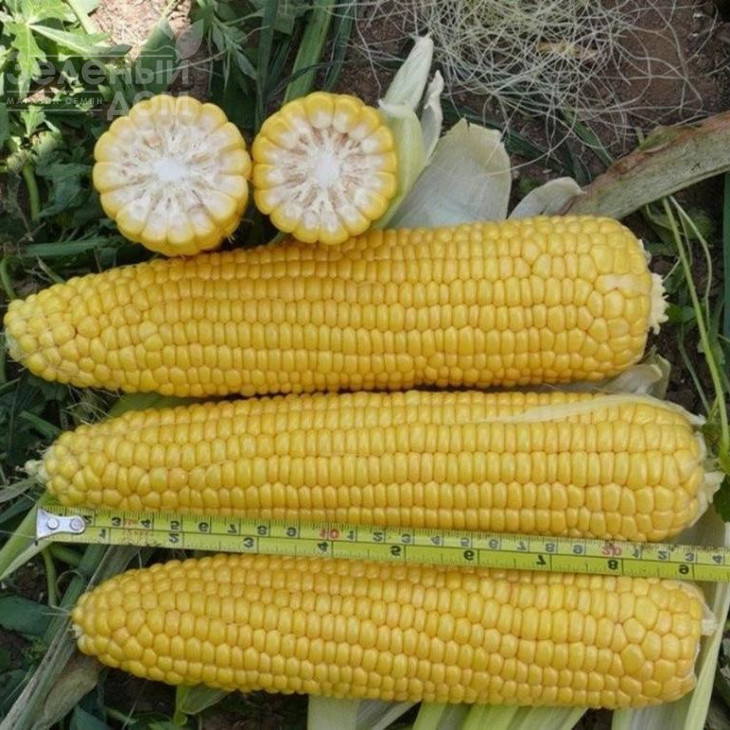 Тайсон F1 / Tyson F1,80 днів фото 3