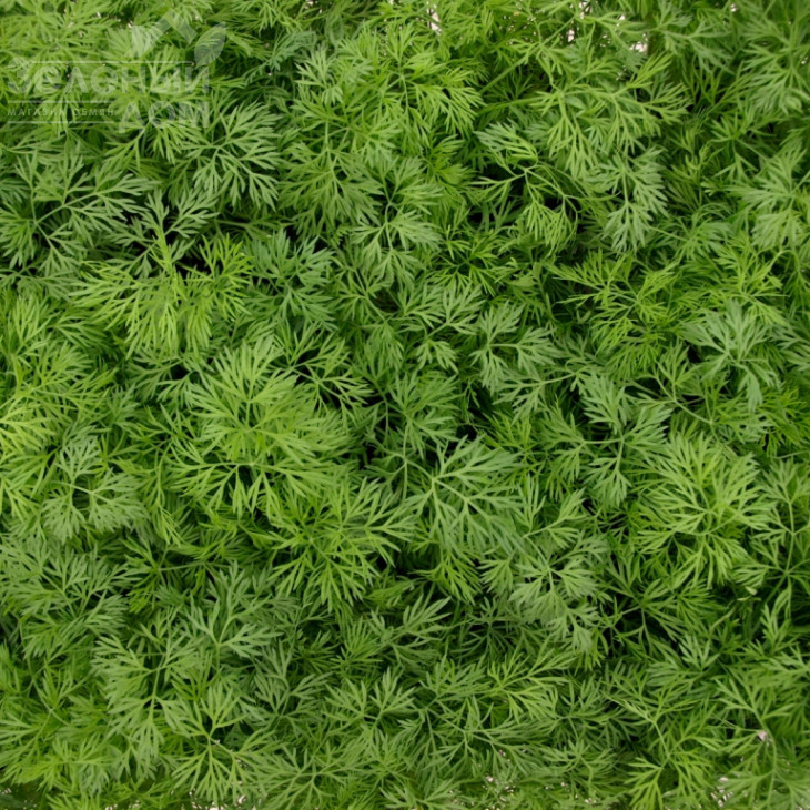 Тедді / Teddy фото 1