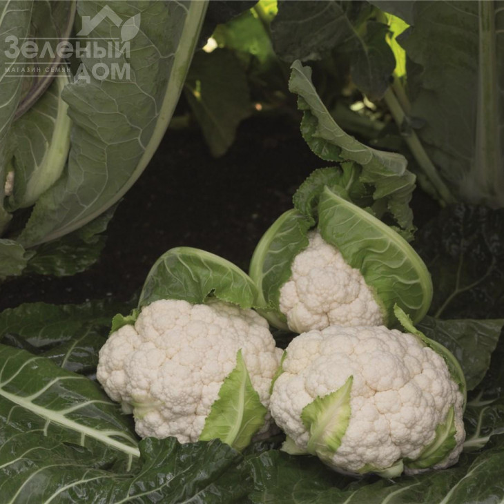 Алкала F1 / Alcala F1,76 днів фото 1