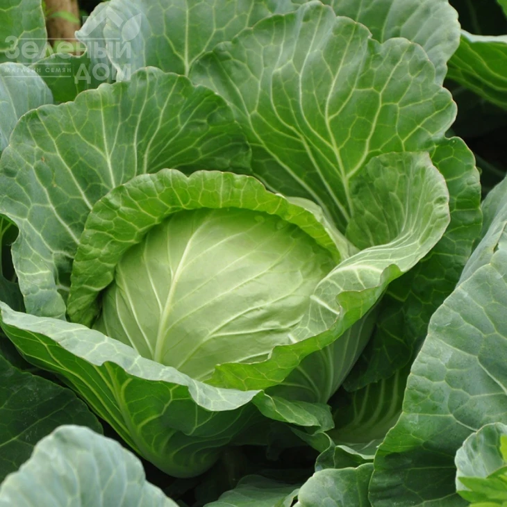 Магнус F1 / Magnus F1,53-58 дней фото 1