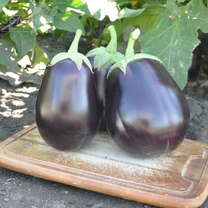 Шеріл F1 / Cheryl F1,100-110 днів фото 1