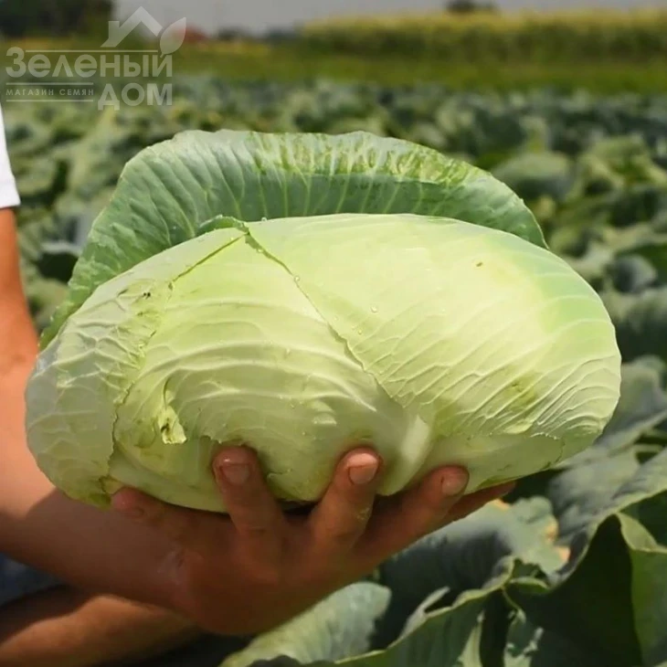 Платон F1 / Platon F1,85-90 дней фото 2