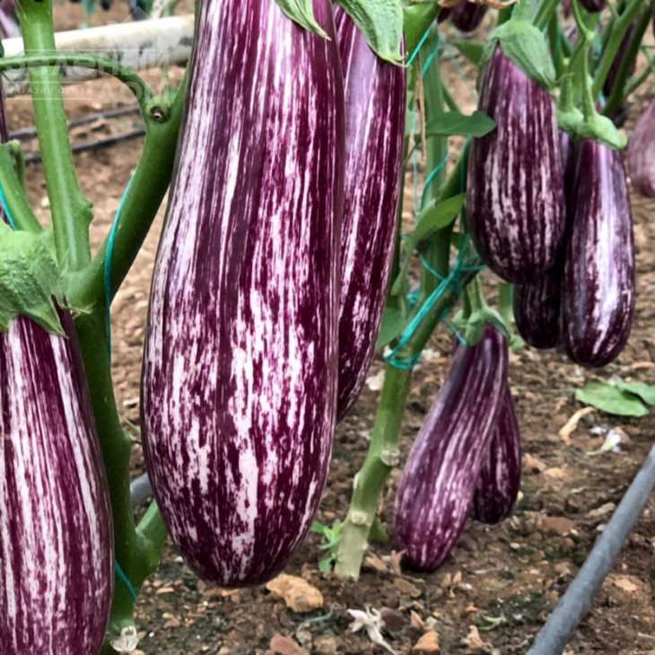 Зебріно F1 / Zebrino F1,95-120 днів фото 2