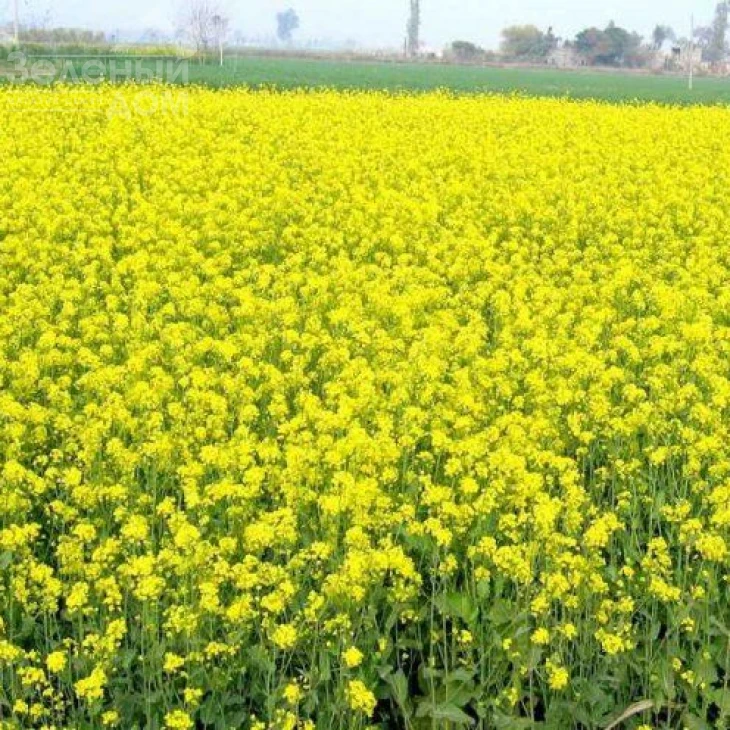 Горчица / Gorchitsa (белая/желтая) фото 1