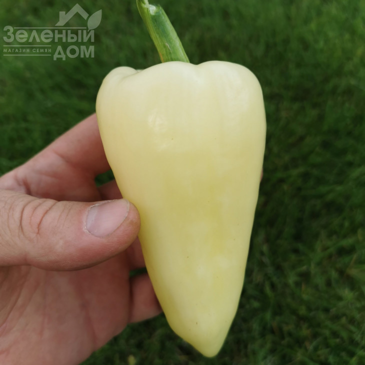 Хеопс F1 / Heops F1,60-63 дні фото 3