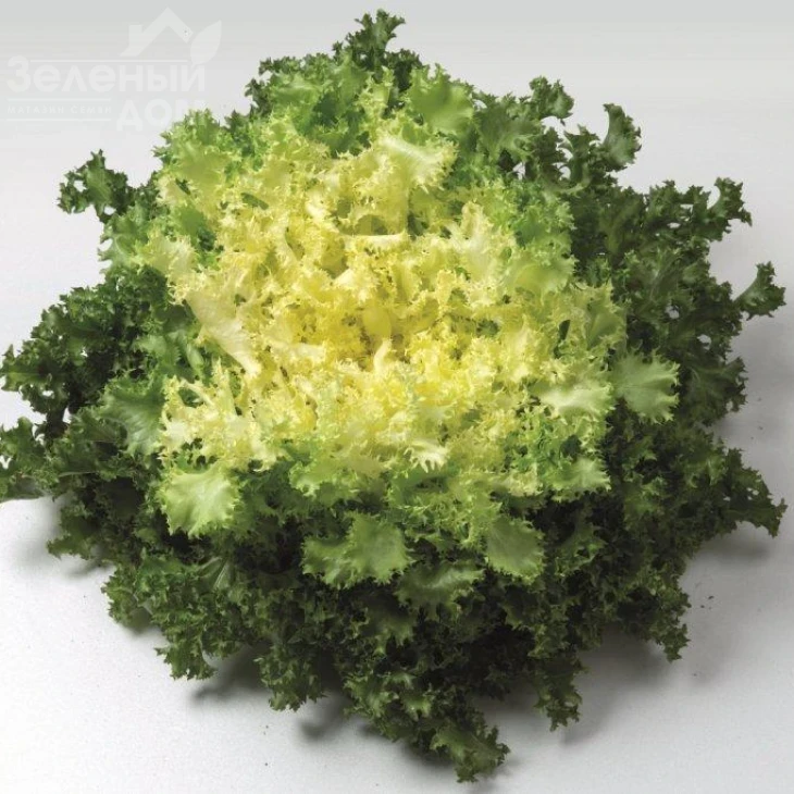 Домари / Domari фото 1