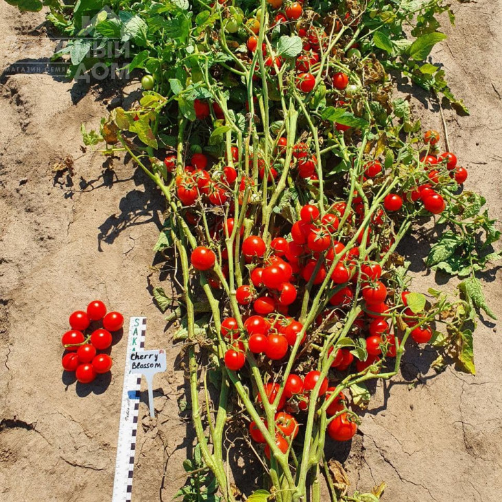 Чері Блоссом F1 / Cherry Blossom F1 фото 4