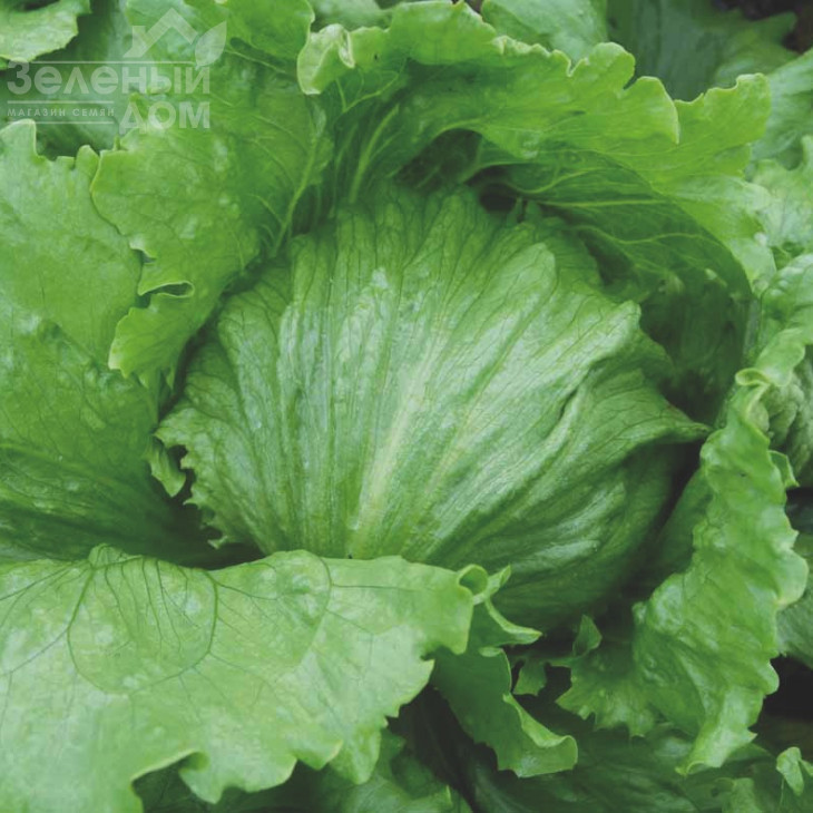 Енсамбл / Ensamble фото 2