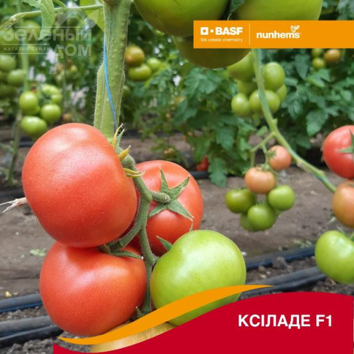 Ксіладе F1 / Ksilade F1 фото 1