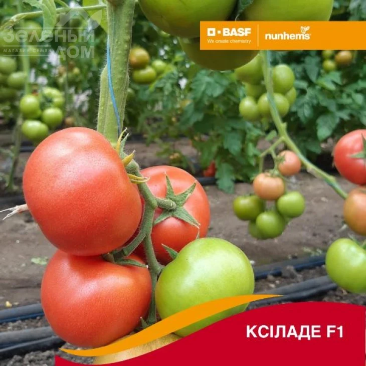 Ксіладе F1 / Ksilade F1 фото 1
