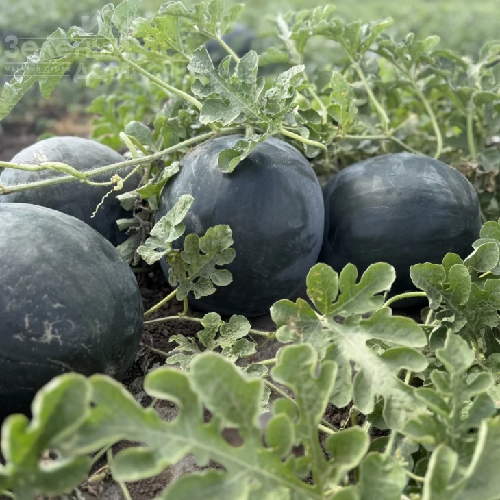 Стелс F1 / Stealth F1, 63–65 дней фото 2