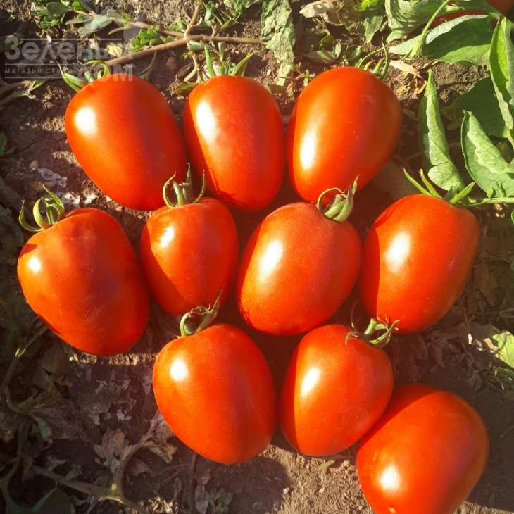 Велоз F1 / Veloz F1,85-90 дней фото 1