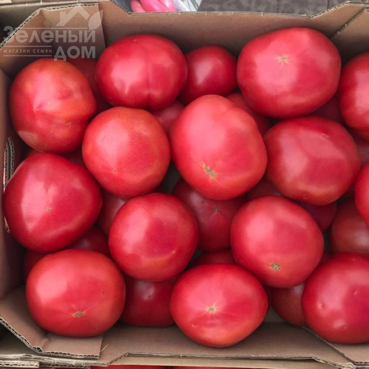 Глоріанс F1 / Glorians F1 фото 2