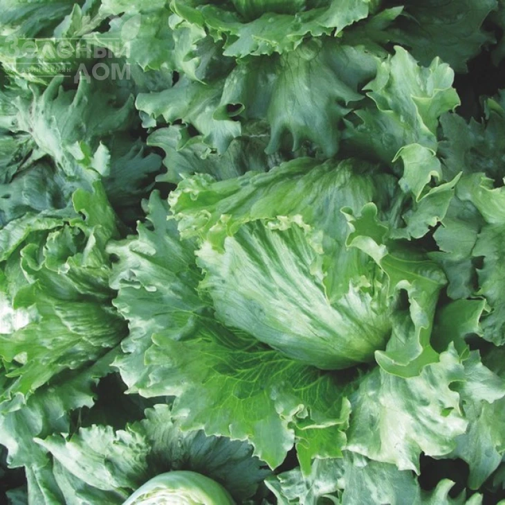 Даймонд / Daimond фото 2