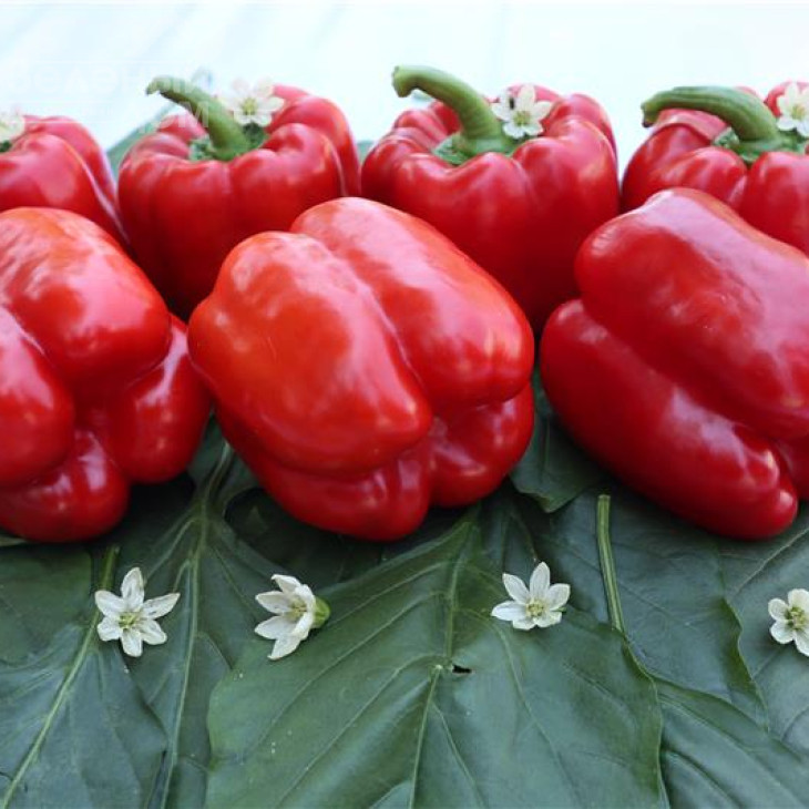 Афіна F1 / Afina F1,60-70 днів фото 1