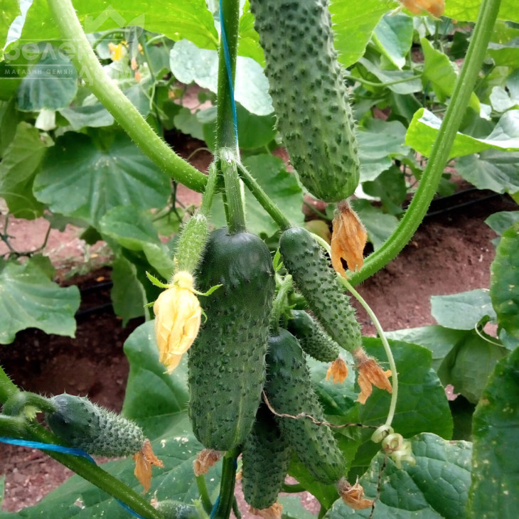 Коломбо F1 (ГБ 08) / Colombo F1 (GВ 08), 35-45 днів фото 1