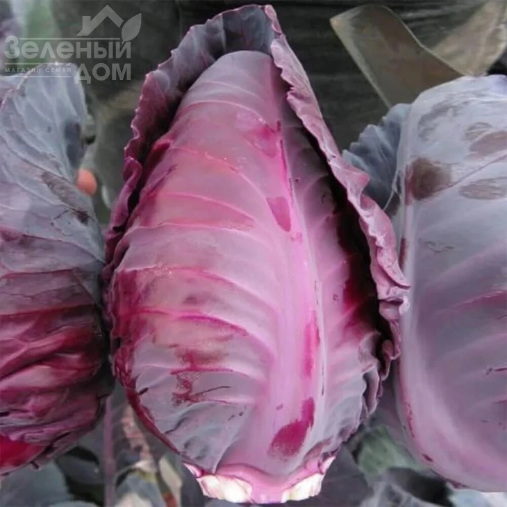 Тинти F1 / Tinty F1,75-90 дней фото 1