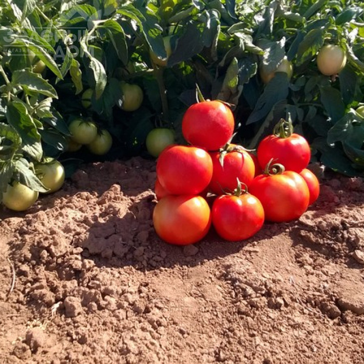 Бехрам F1 / Bekhram F1,95-100 днів фото 2