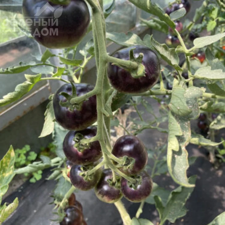 Литл Рок F1 / Little Rock F1, 95 дней фото 2