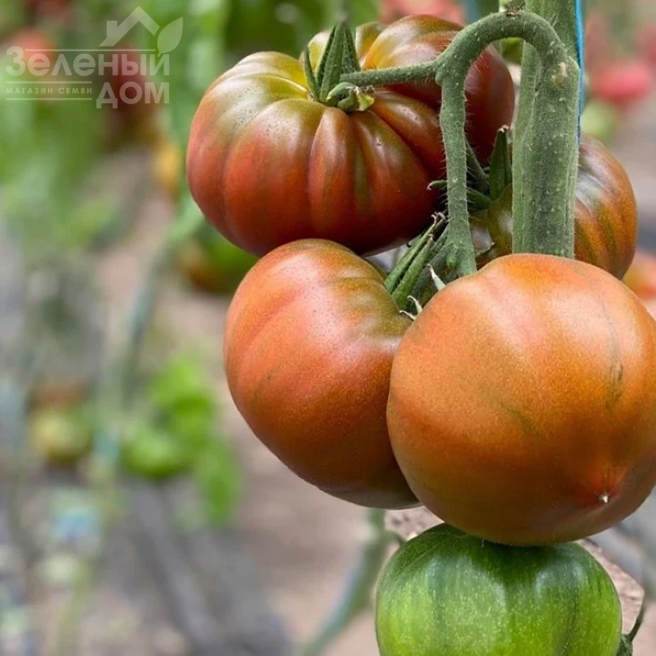 Браун Кой F1 / Brown Coy F1,105-115 дней фото 2