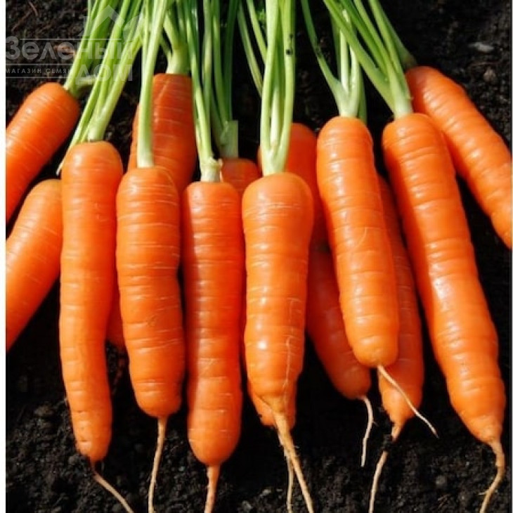 Скарлет F1 / Scarlett F1,70-80 днів фото 1