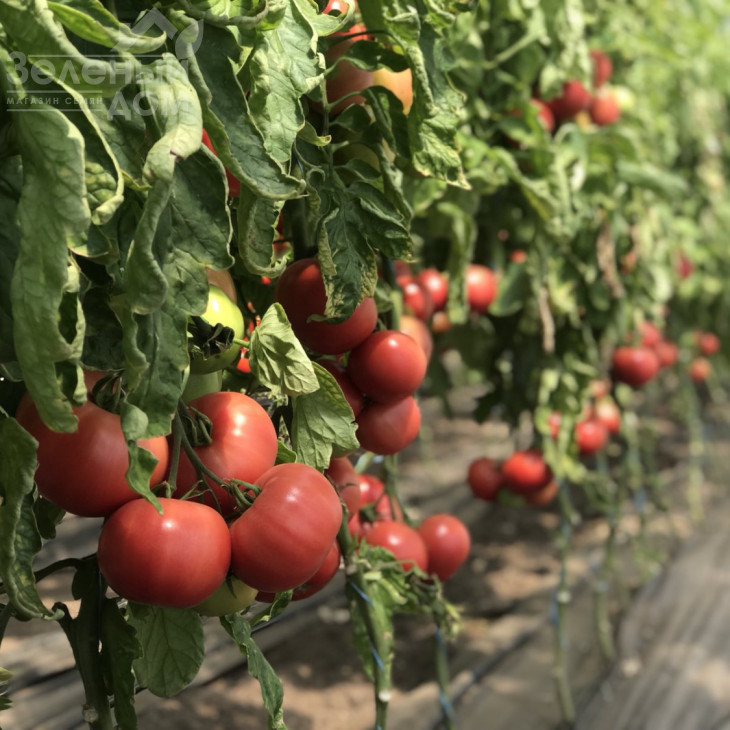 Пінк Клер F1  (HTP-11) / Pink Claire F1  (HTP-11),105-115 днів фото 3